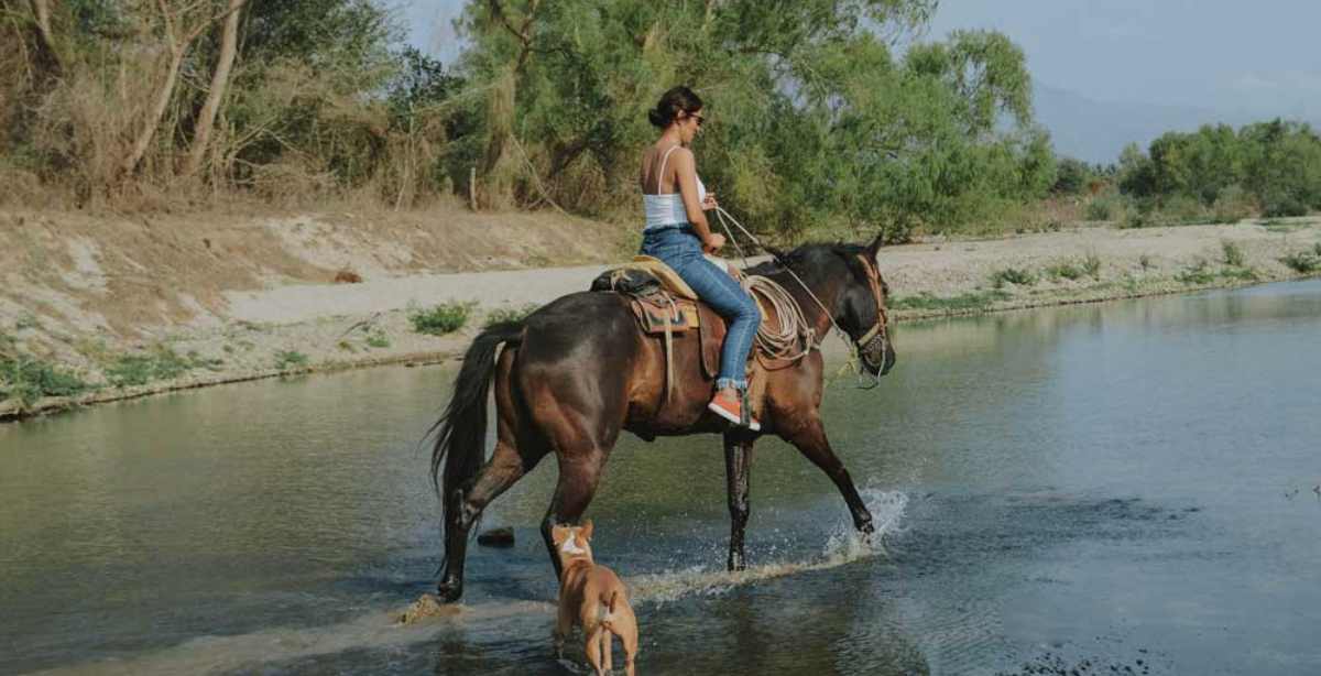 safari Horseback