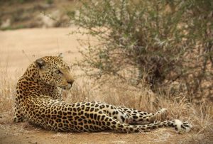 Wildlife Safairs at Grace of Africa