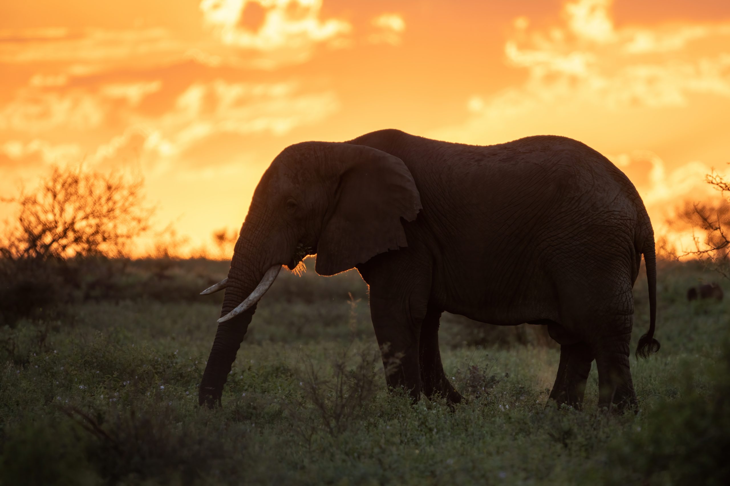 Wildlife Safairs at Grace of Africa