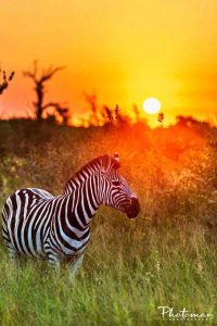 Why Choose a Family Safari?