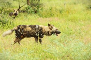 Wild Dogs