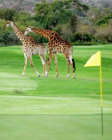 Giraffe on Golf Course