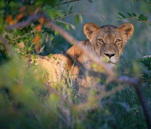 Lioness