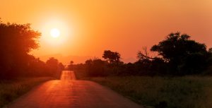 Signature Safari Experiences in Kruger National Park